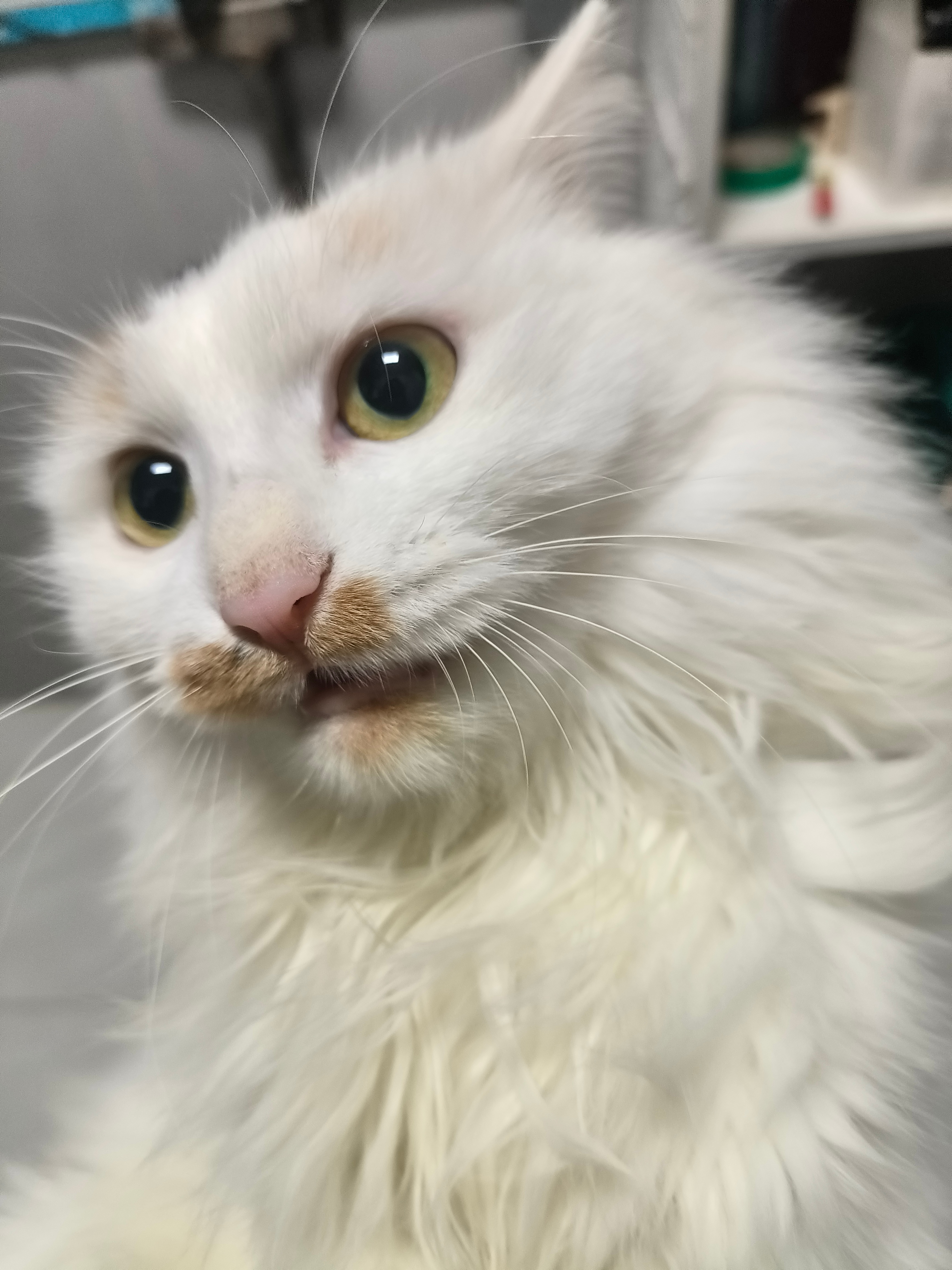 猫咪     你们就说它想干啥，一大早上我去厕所它也跟着，还得我抱着，想干啥小猫