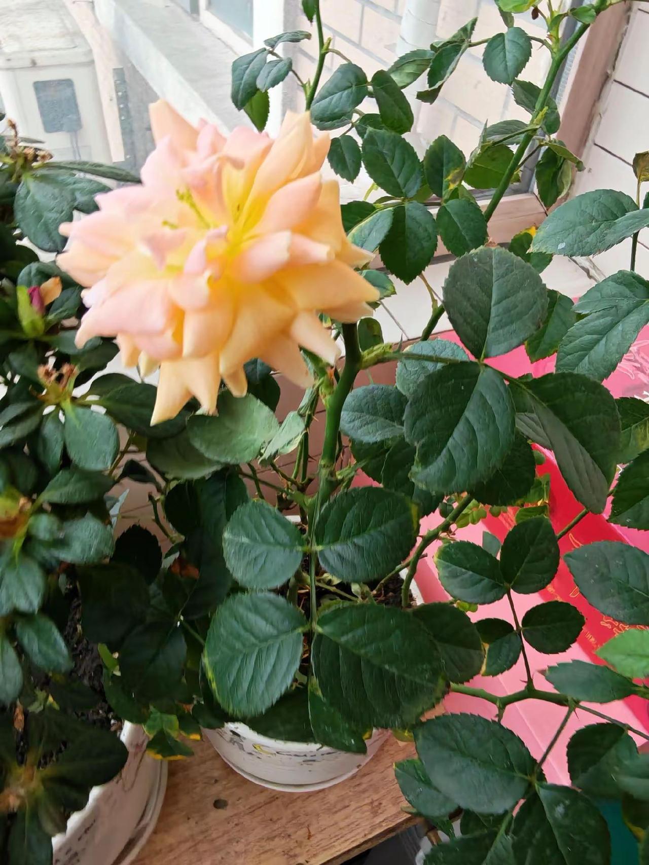 美不美你说了算