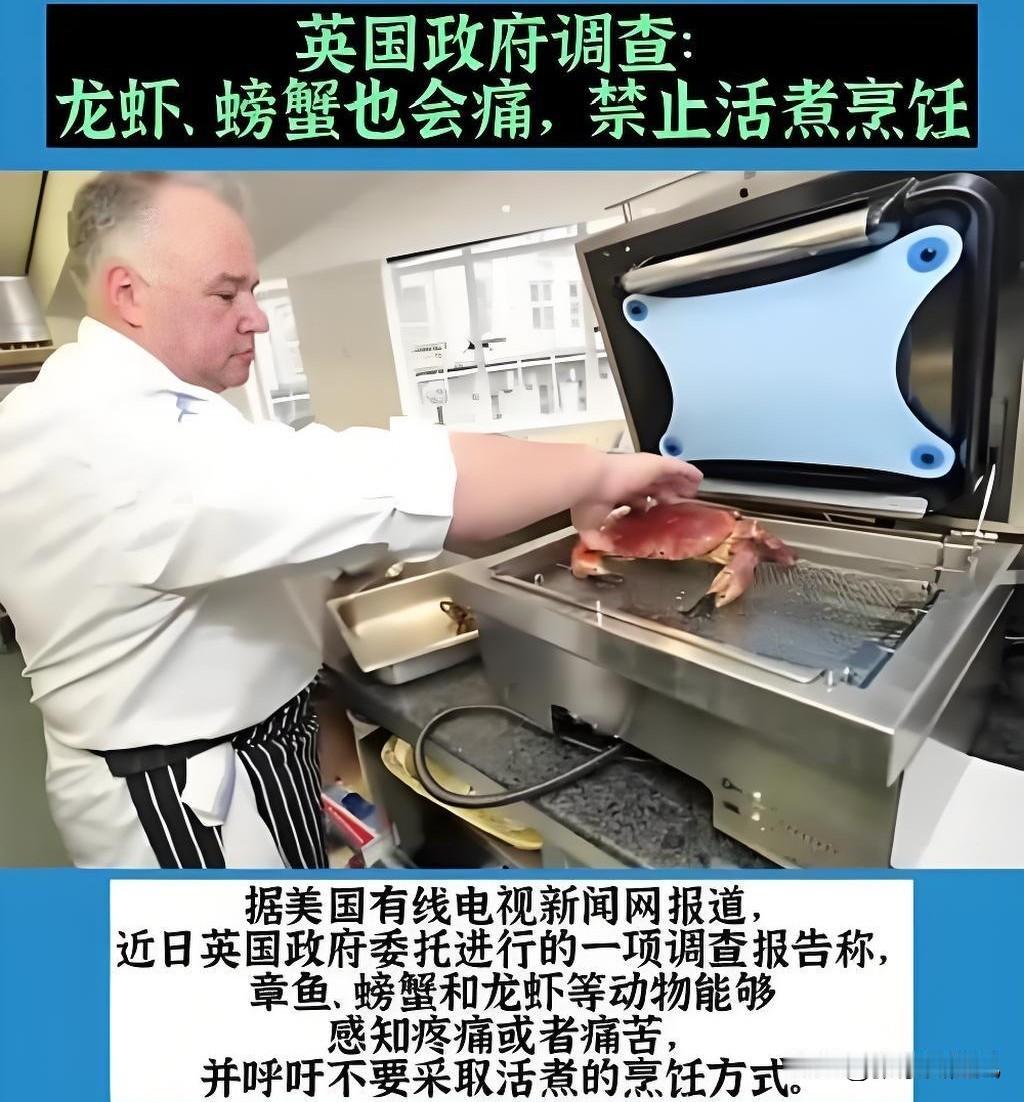 西方到底真仁慈，还假慈悲？英国发布新规，龙虾不能活着下锅，电晕或者冷冻死，才能下