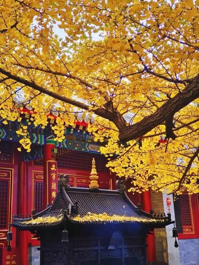 鹧鸪天 · 古寺银杏

挺立灵源古寺旁，
新枝老叶诉衷肠。
木鱼耳际逸回响，
角