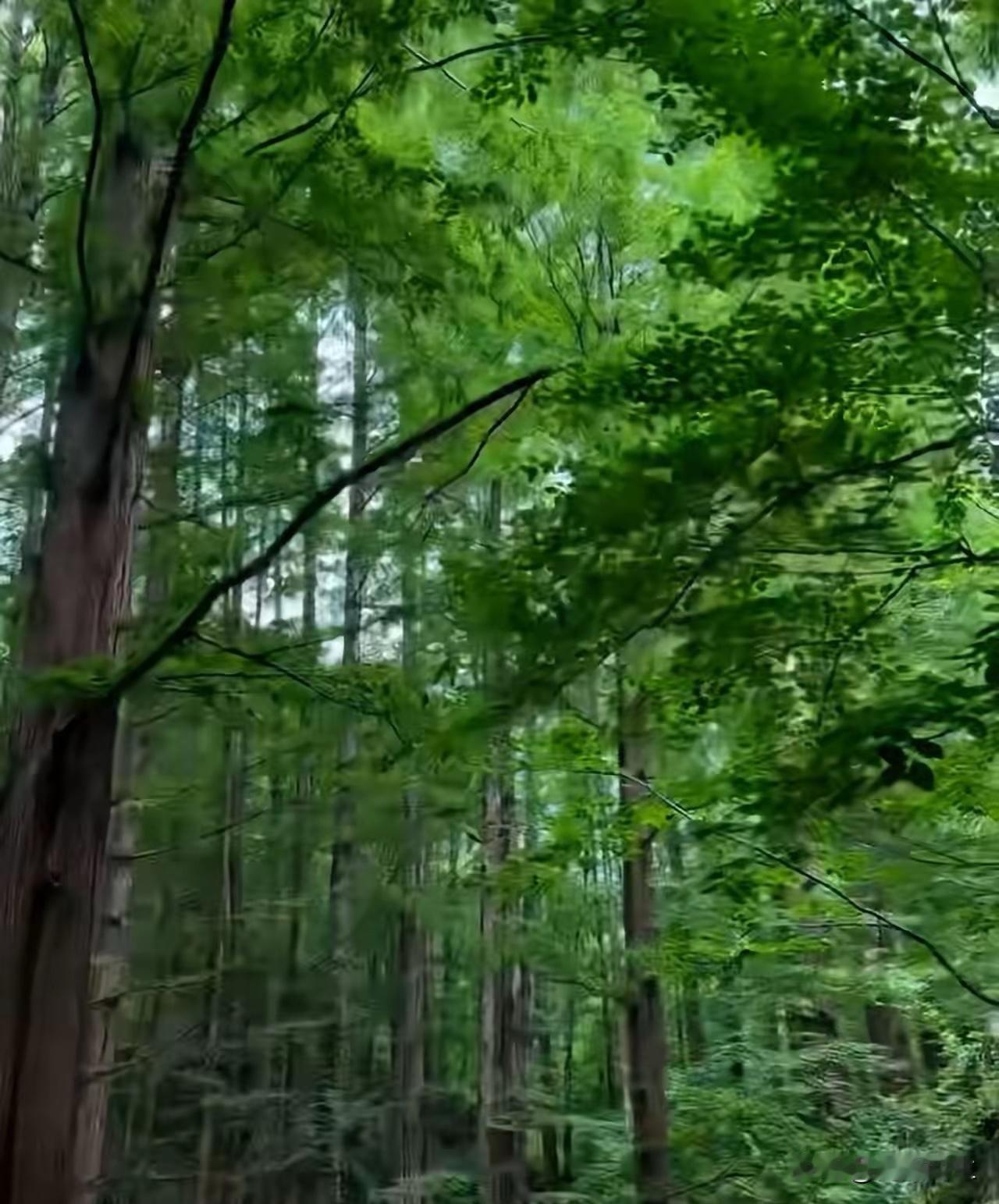 昨晚去接小闺女，隔着校园铁栅栏，老远就看到她伸长脖子在往外张望找我。

我挤到人