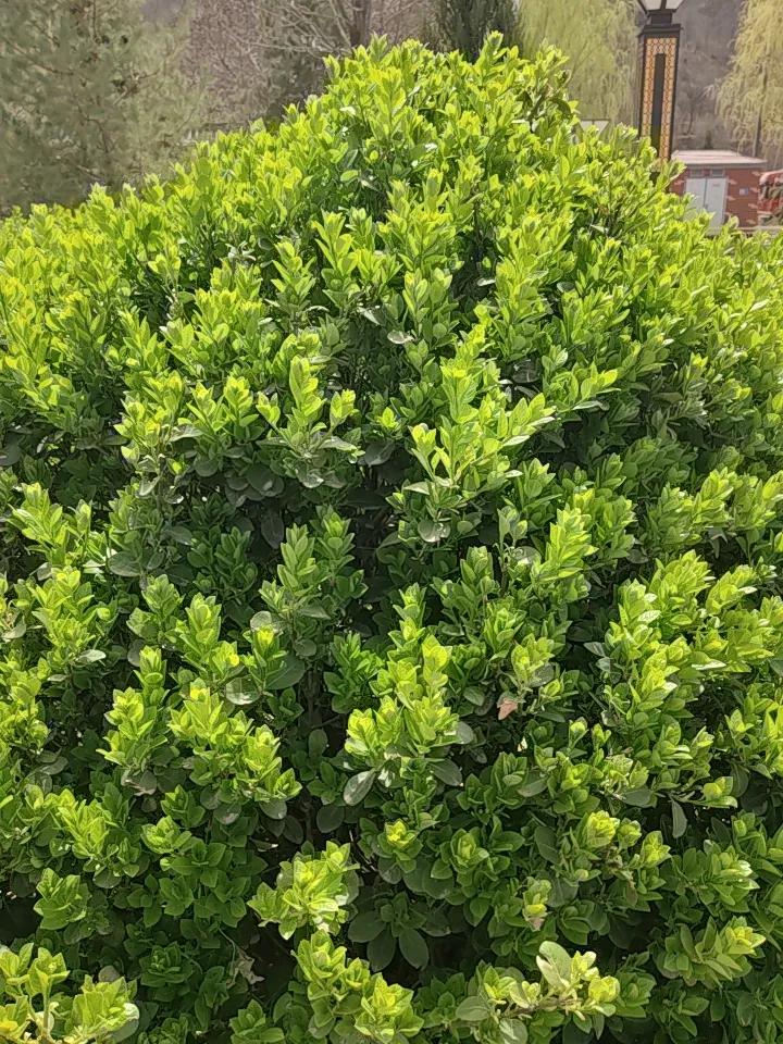 春天来了，大地仿佛被一只神奇的手唤醒。公园里，桃花、杏花竞相绽放，粉的像霞，白的