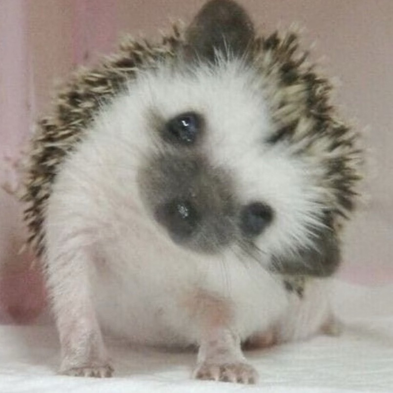 亚亚带你认识小动物之刺猬🦔🦔 刺猬（迷你“带刺精灵”）基本档案• 学名：刺猬