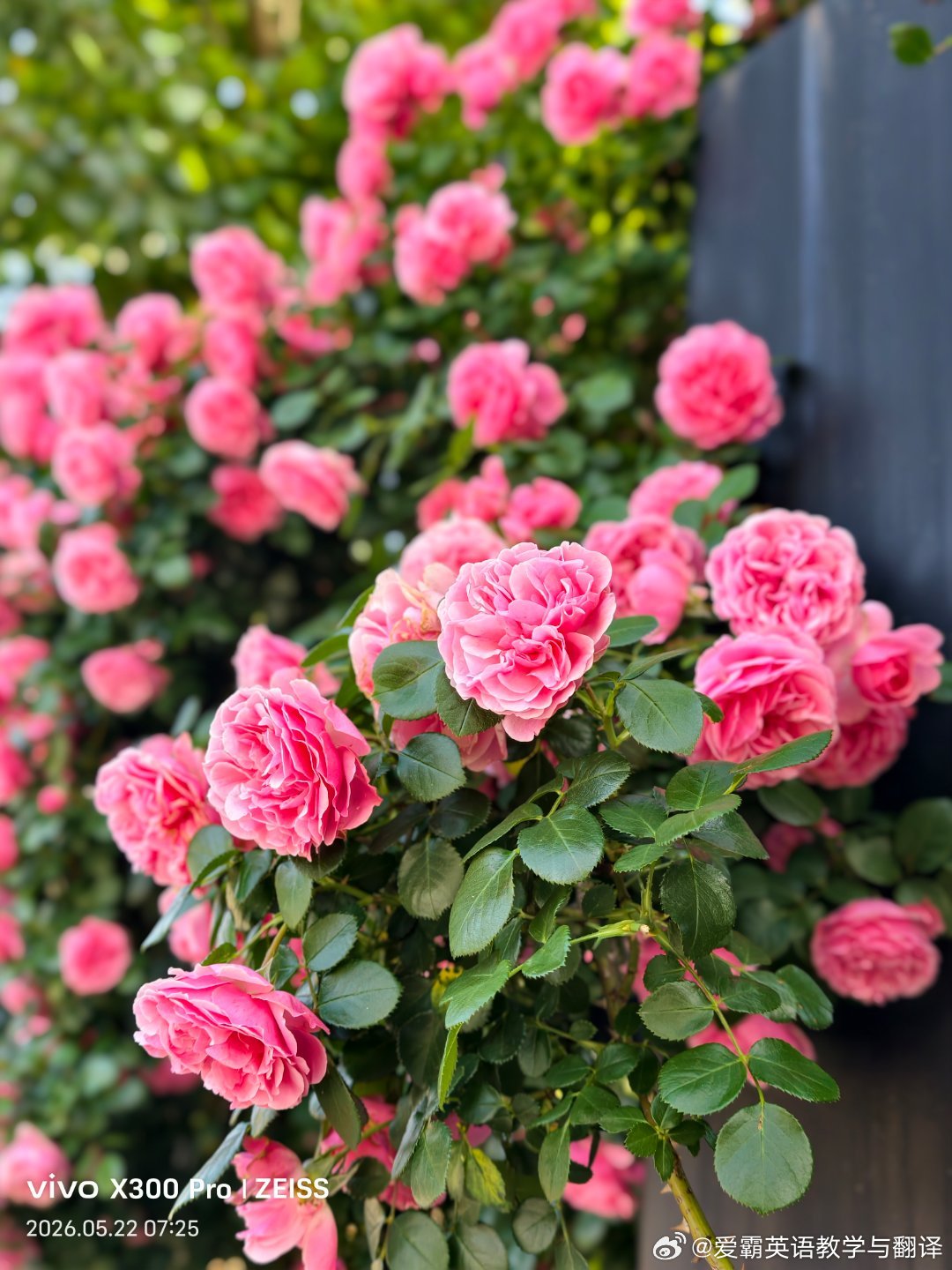 The flower that blooms in adversity is t