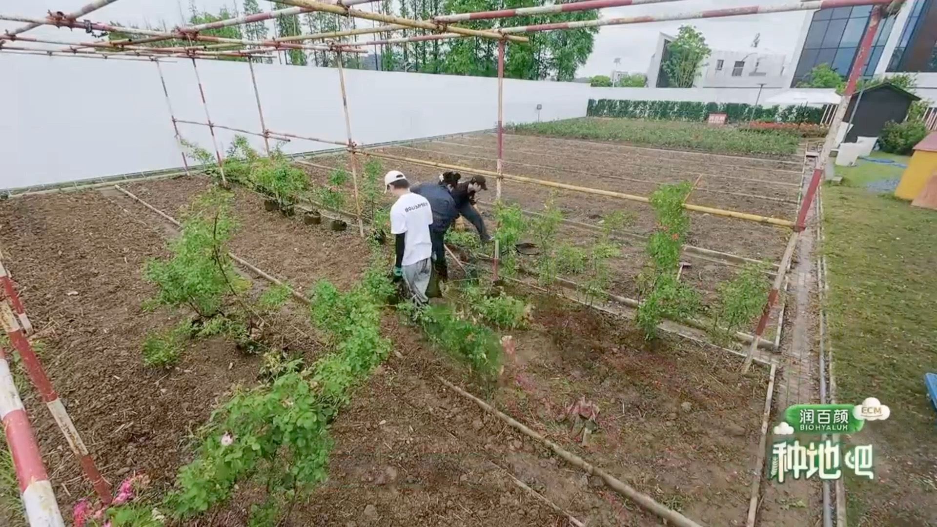 蒋敦豪又被十个勤天霍霍了种地吧后陡门传统保留项目：欺负蒋敦豪！弟弟们脑洞全开花式