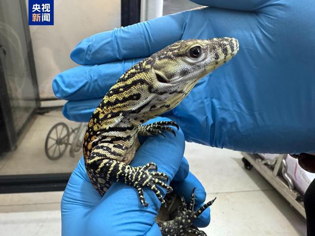亚洲首例科莫多巨蜥孤雌生殖繁育成功