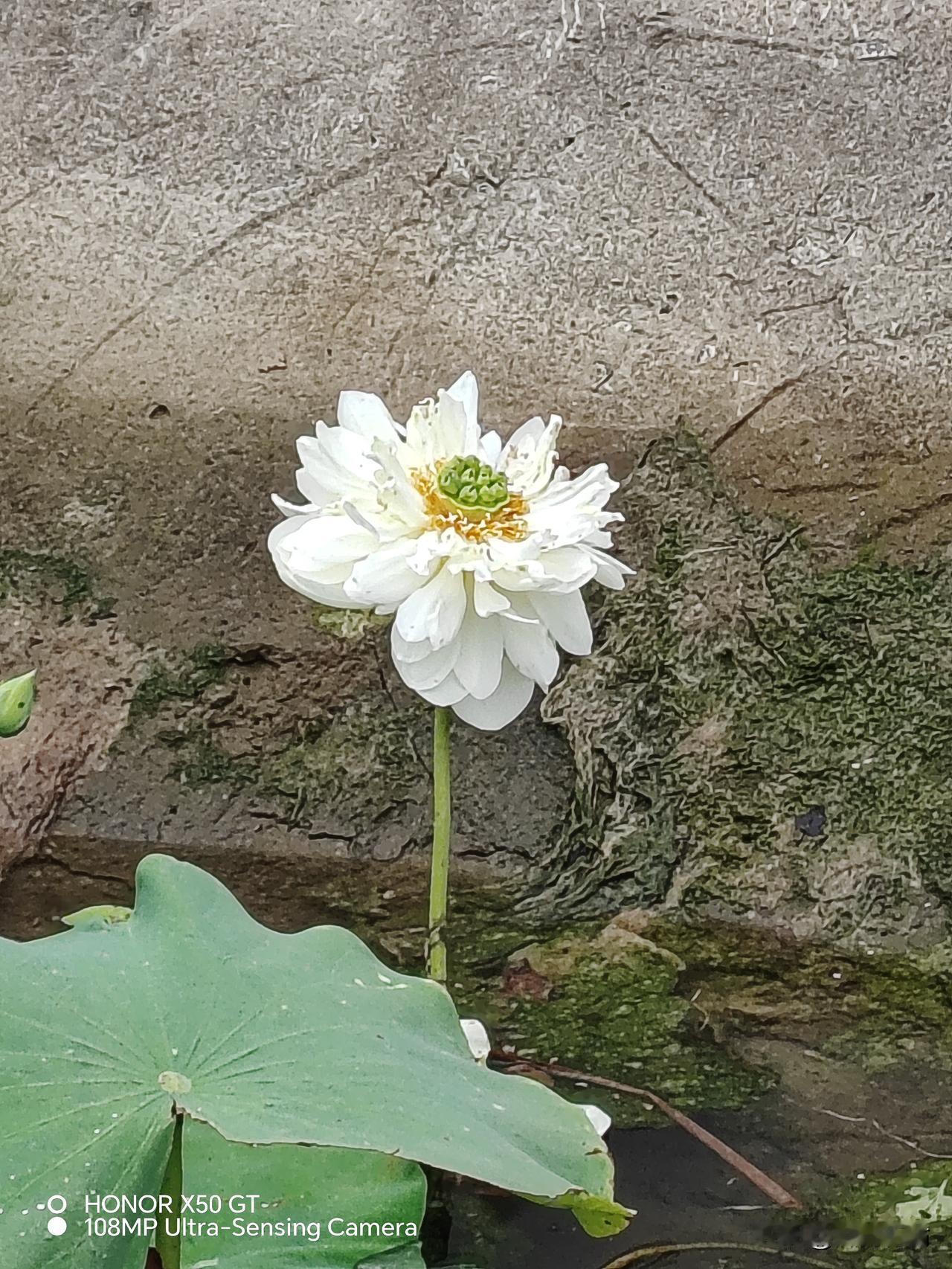 一任群芳妒