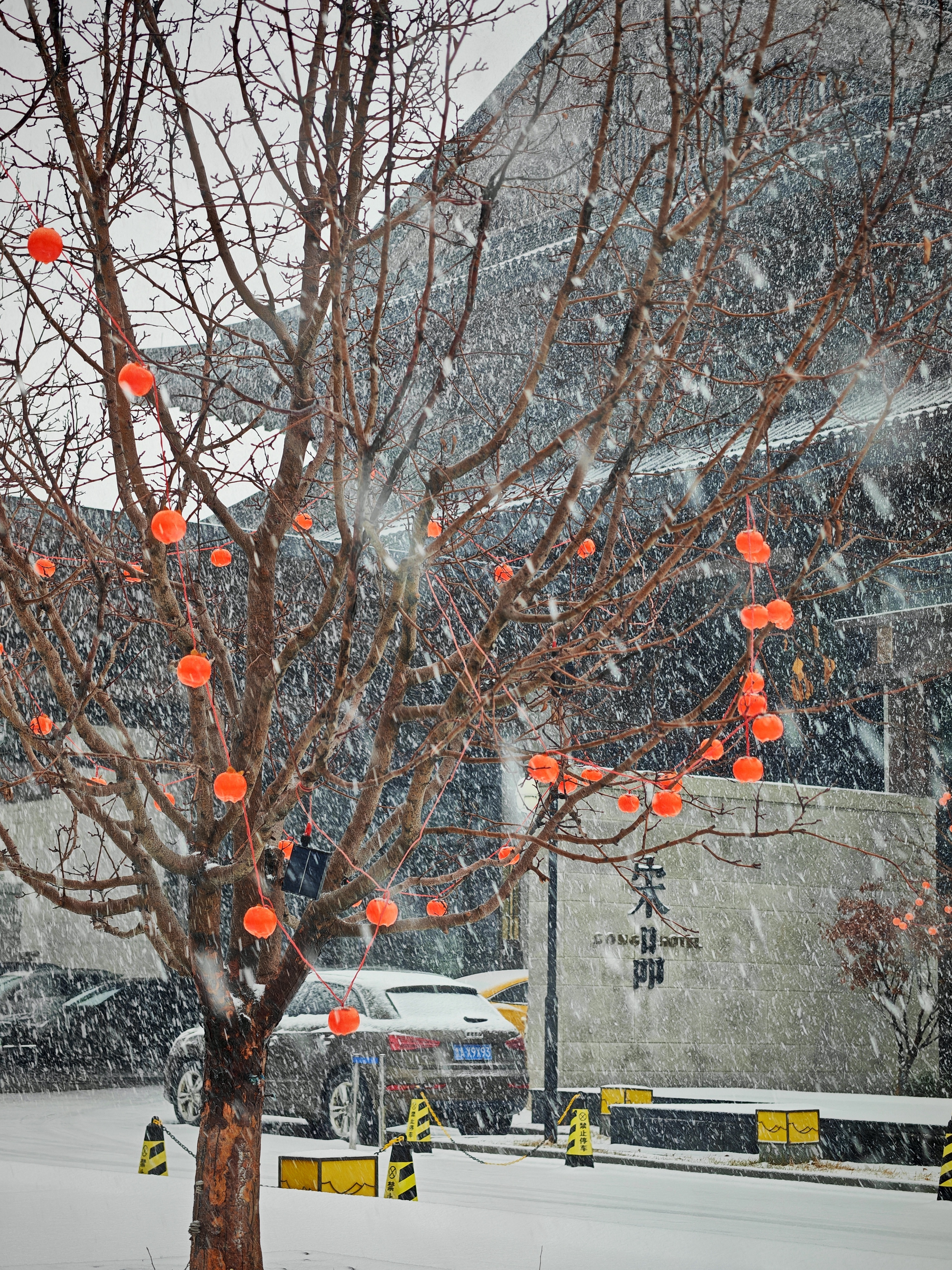 济南下雪了[喵喵] 