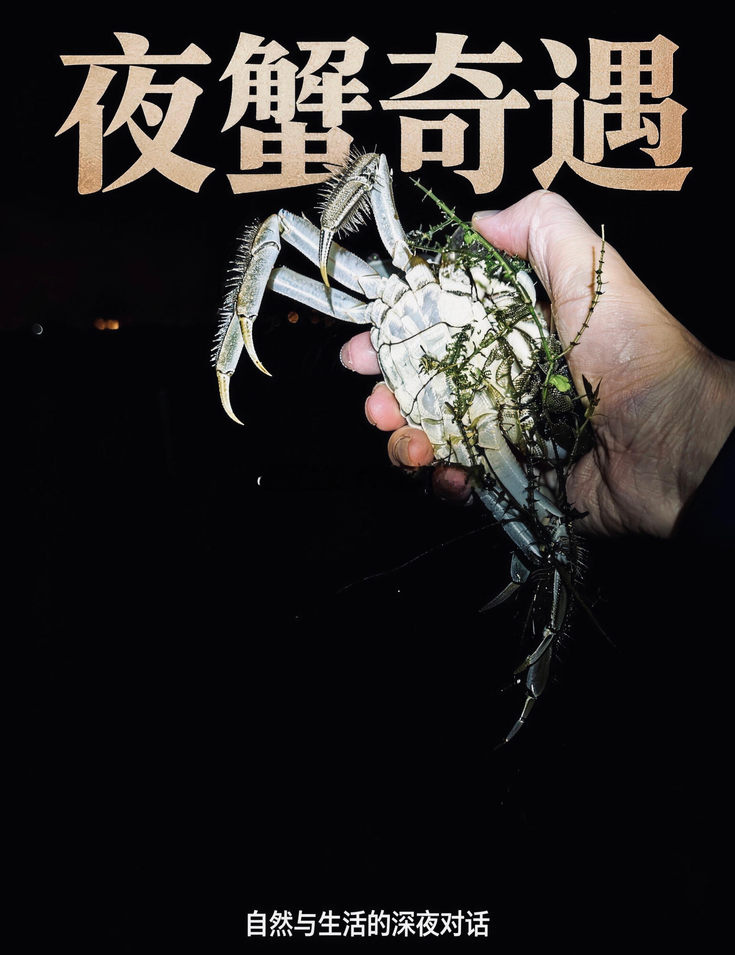 夜里养殖区随手抓上来一只🦀身上还缠着水草，带着湖里的水气大闸蟹急不来，得等秋风