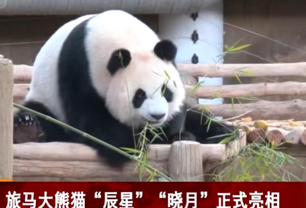 旅居马来西亚的大熊猫“辰星”和“晓月”在马来西亚国家动物园正式亮相，吸引了大批游