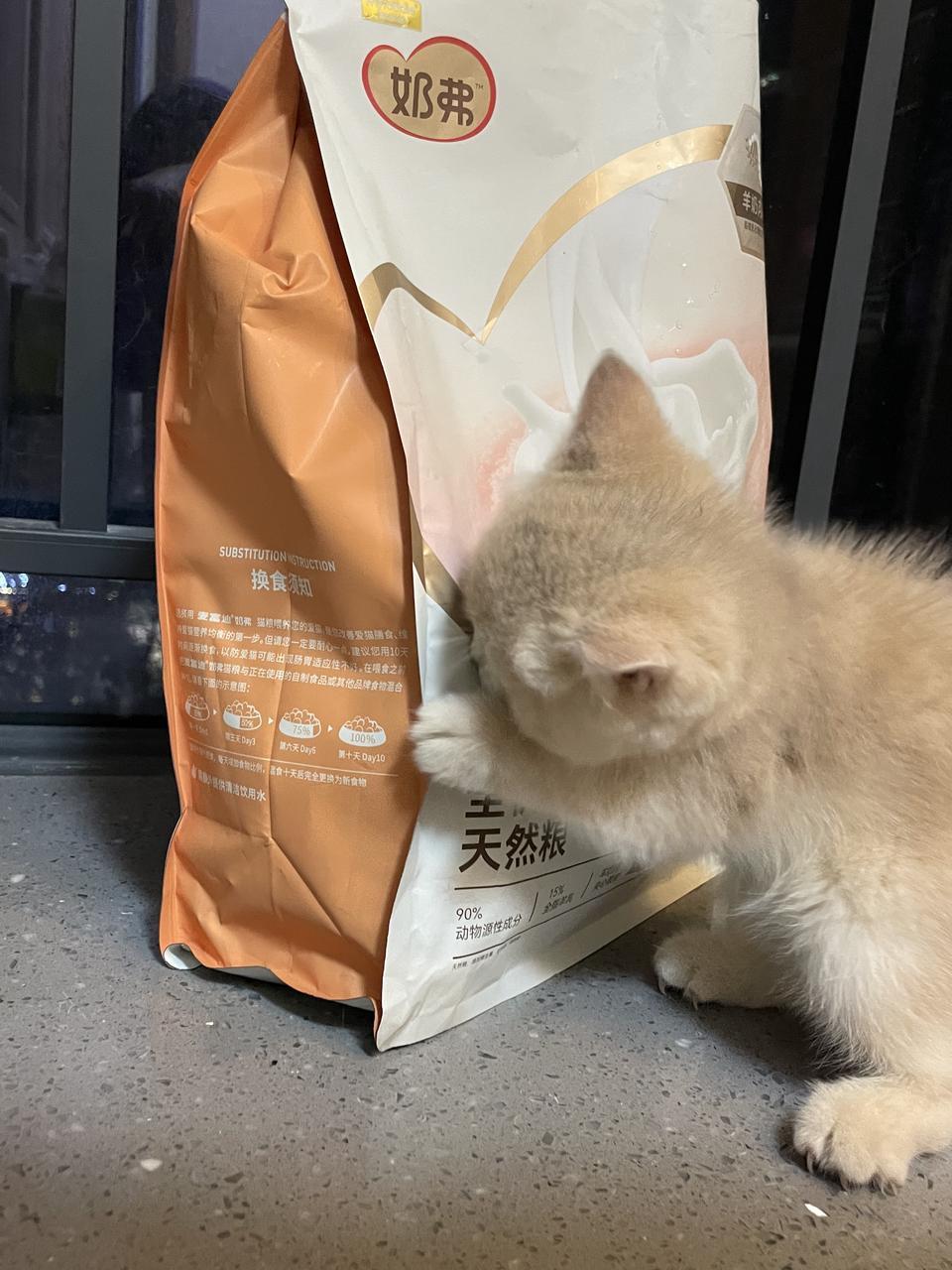 夏天小心猫咪空调病！麦富迪奶弗扛造实测