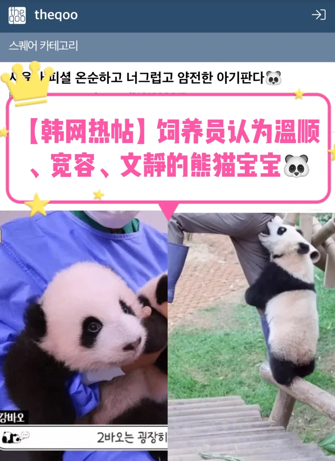 🔥韩网热帖｜饲养员认为温顺文静的熊猫宝宝