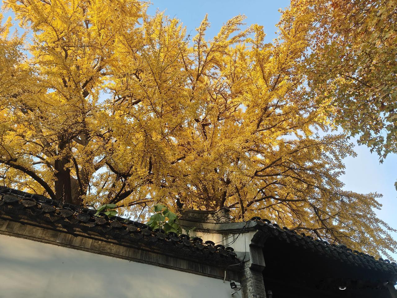 扬州史公祠的古银杏是江苏最美秋景之一