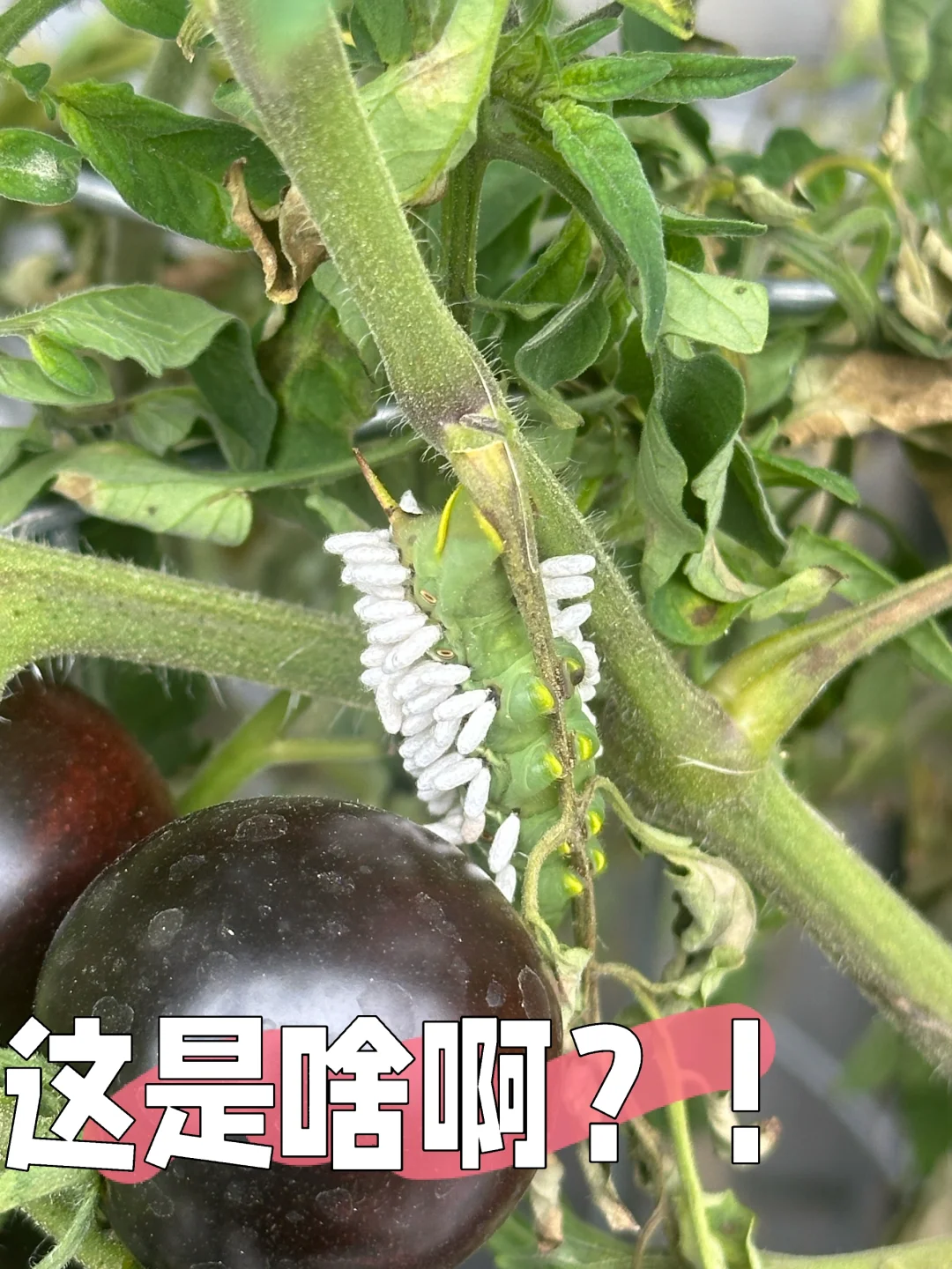 啊啊啊啊啊 这是啥啊这！！！？？