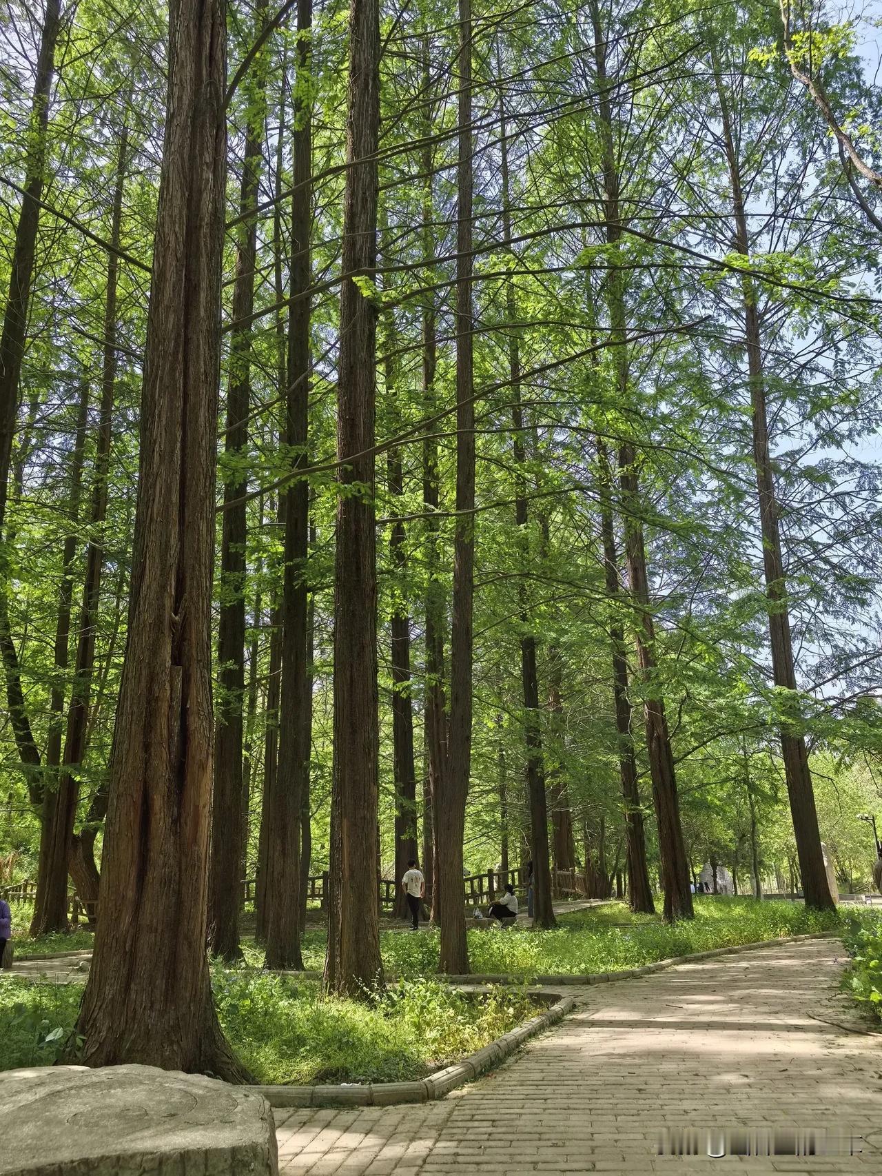 野河山风景区里的野河人民公社，是景区里的中转站，是各个景区景交车的换乘点。
我们