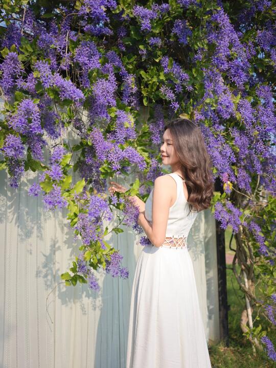 珠海最美蓝花藤，我拍到了