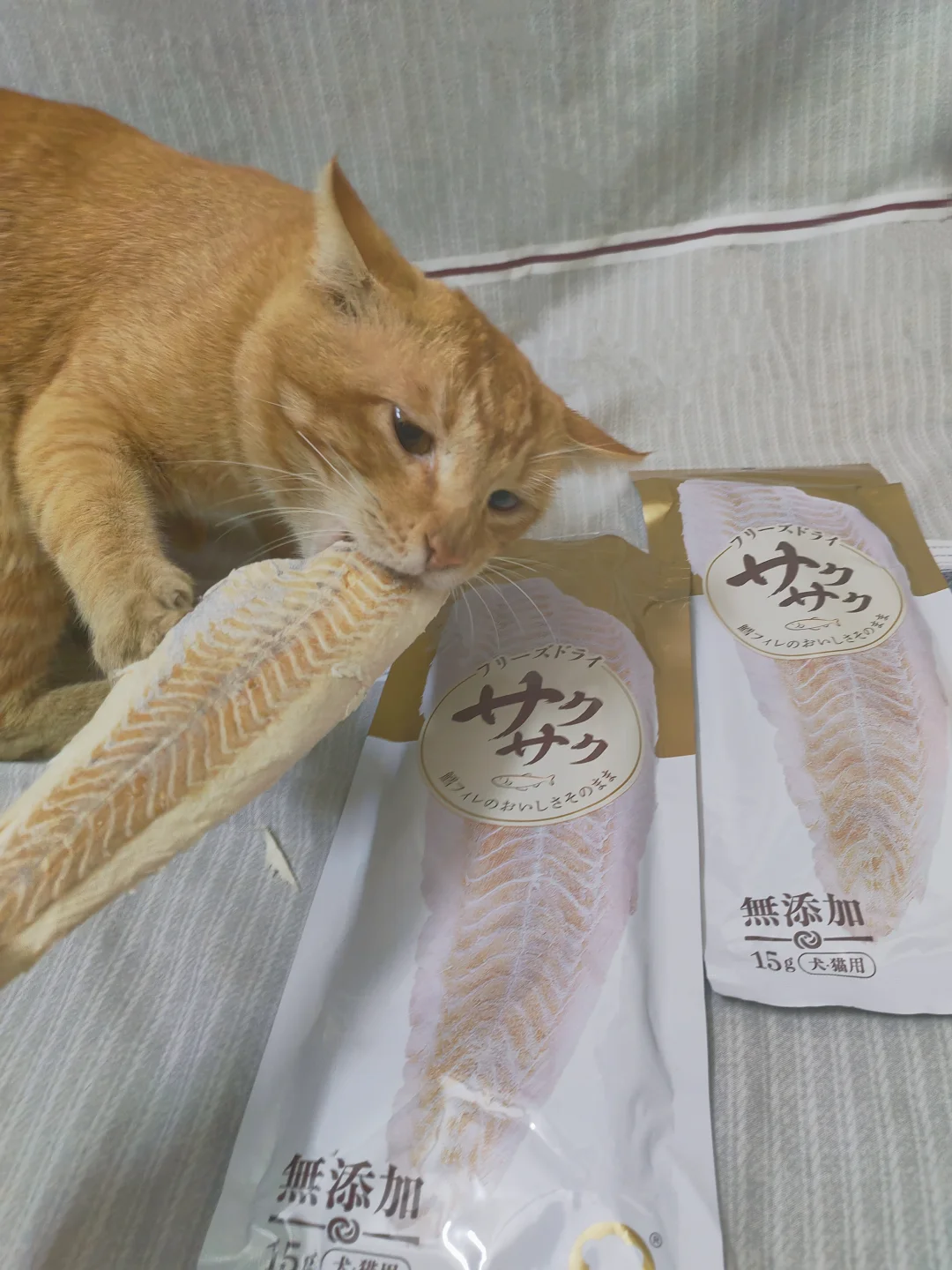 猫：这块鳕鱼干，我先啃为敬！