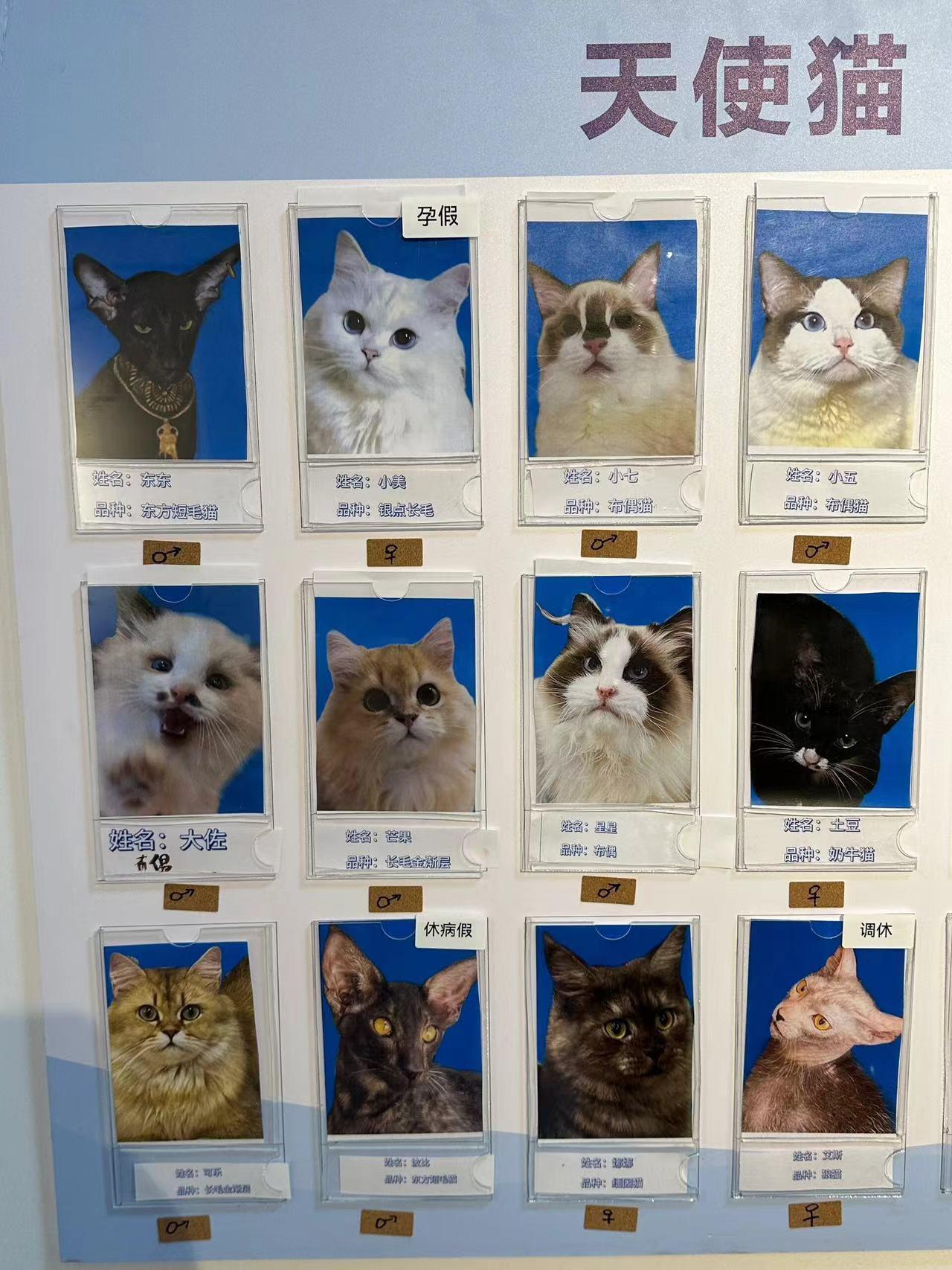 这猫咖员工制度还挺齐全 ​​​