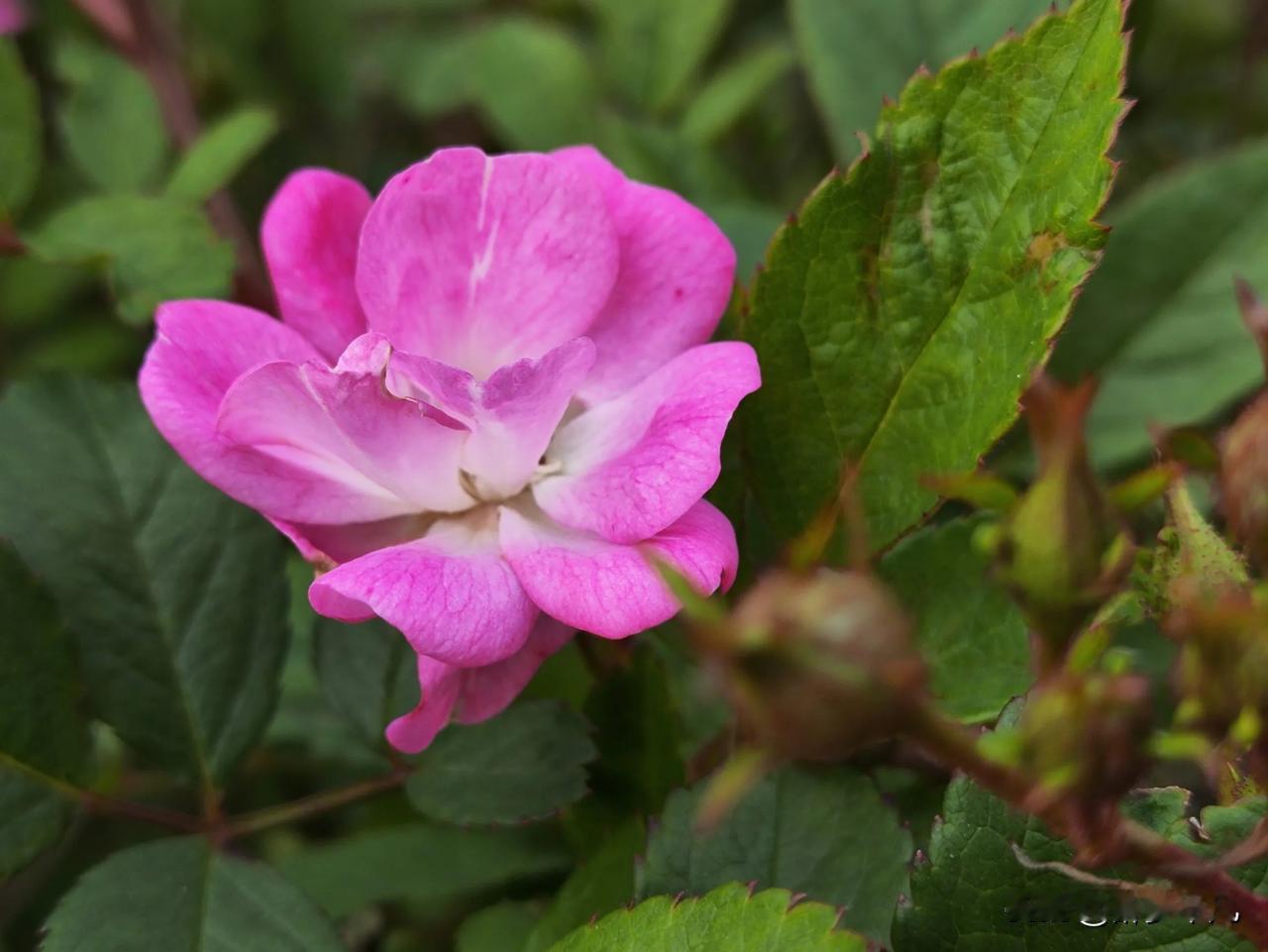 
小月季
月季花