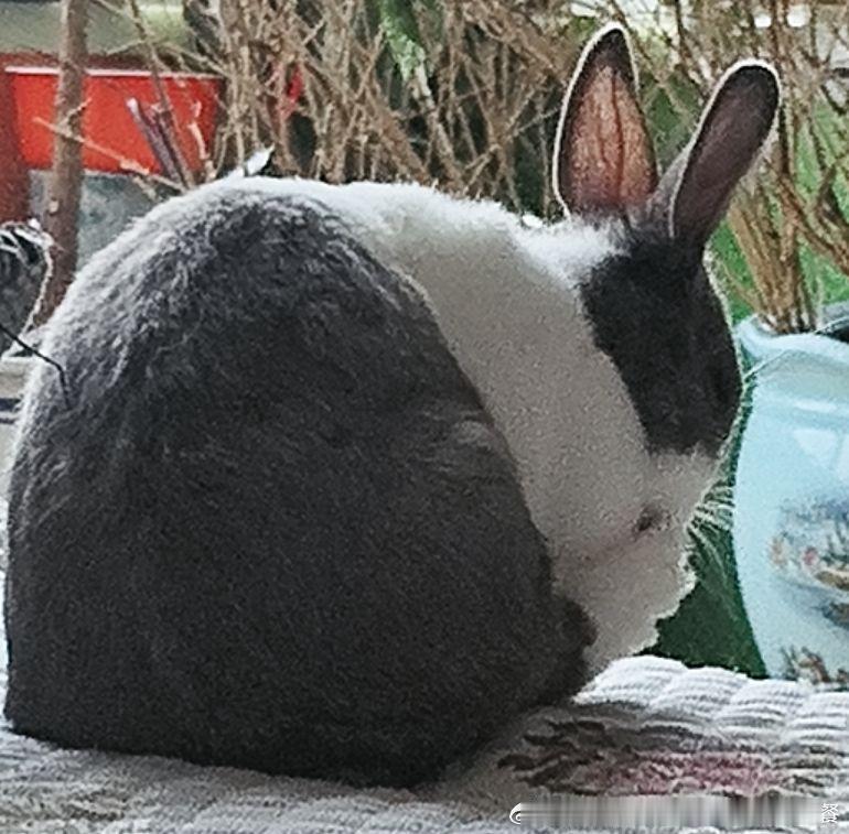 14390🐇【瘦了】三天不见感觉兔宝瘦了好多，呜呜 