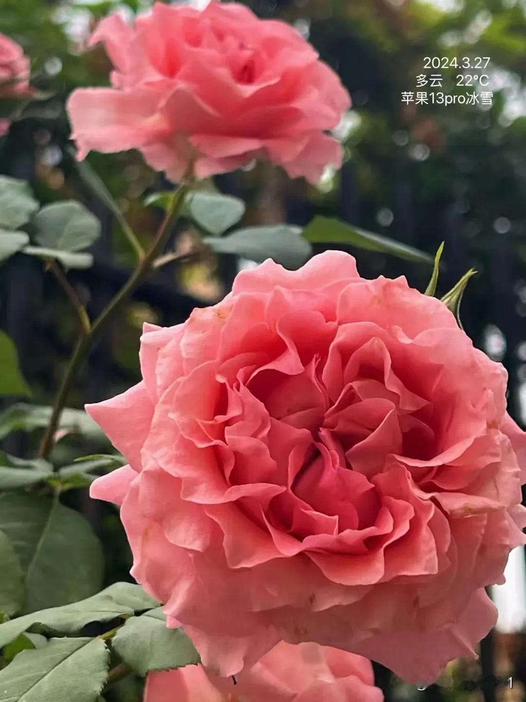 春日生活打卡季花粉花