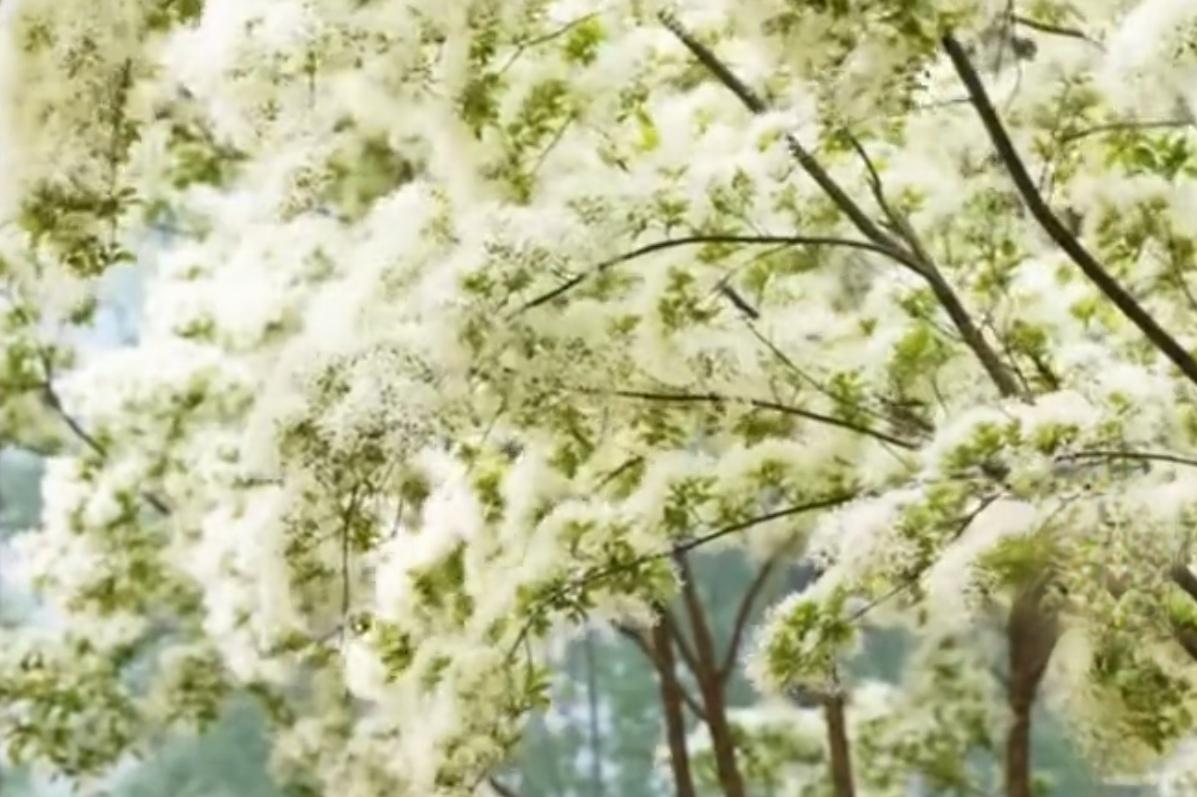🔥提前开花！昆明流苏树美到治愈，春日限定“四月雪”上线。昆明黑龙潭百年流苏树提