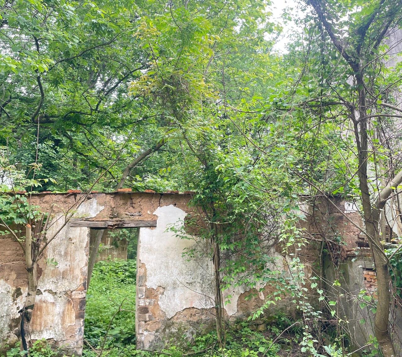 昨天听人瞎扯什么血统贵贱，气得我饭都吃不下去。

这话说的，真该让他翻翻自己家谱