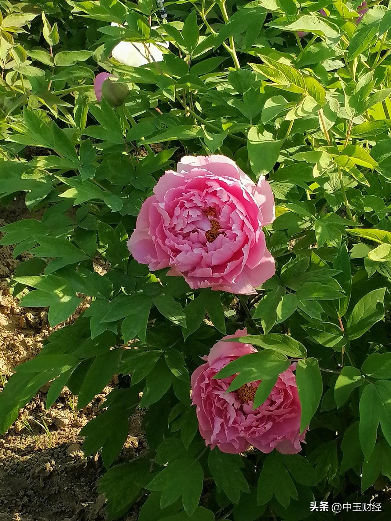 牡丹现在刚刚开放，还没有绽放！