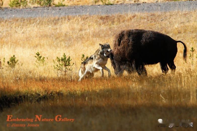 军事评论家戴旭那句名言说的太好了，“给牛挎上冲锋枪，见了狼也仍然哆嗦”。难道不是