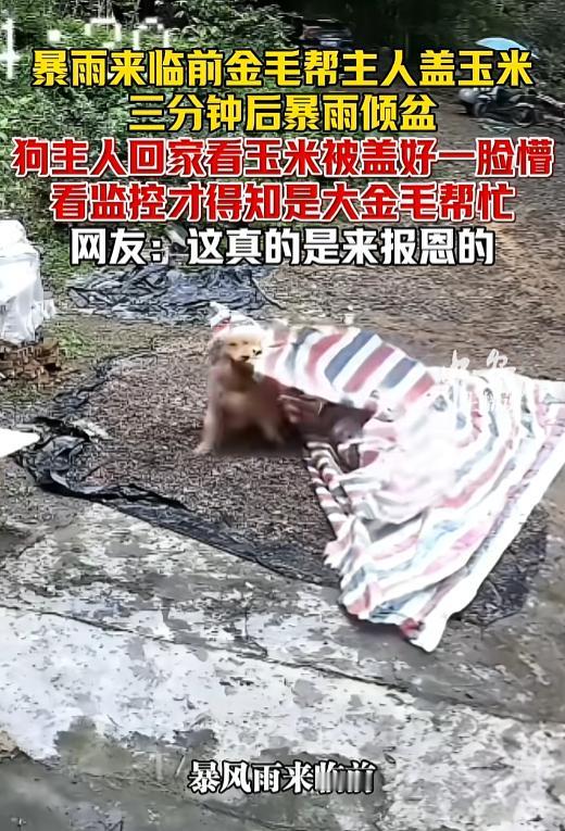 网友震惊了:广东河源，家里人都去地里干活了，只剩16岁的老狗在家看家。门口地板上