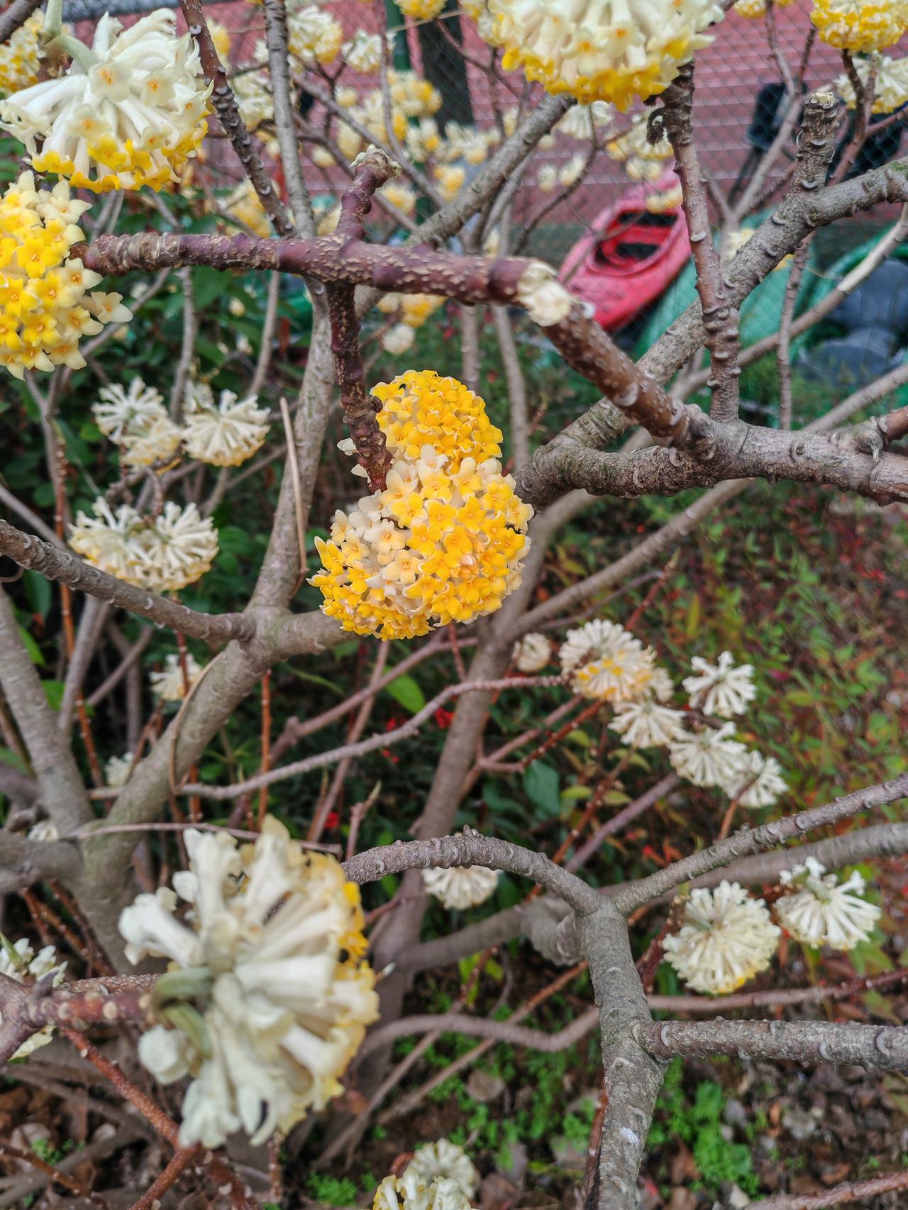 结香原产于中国长江流域以南地区，也见于河南、陕西及西南各省，常生长在山坡、山谷、