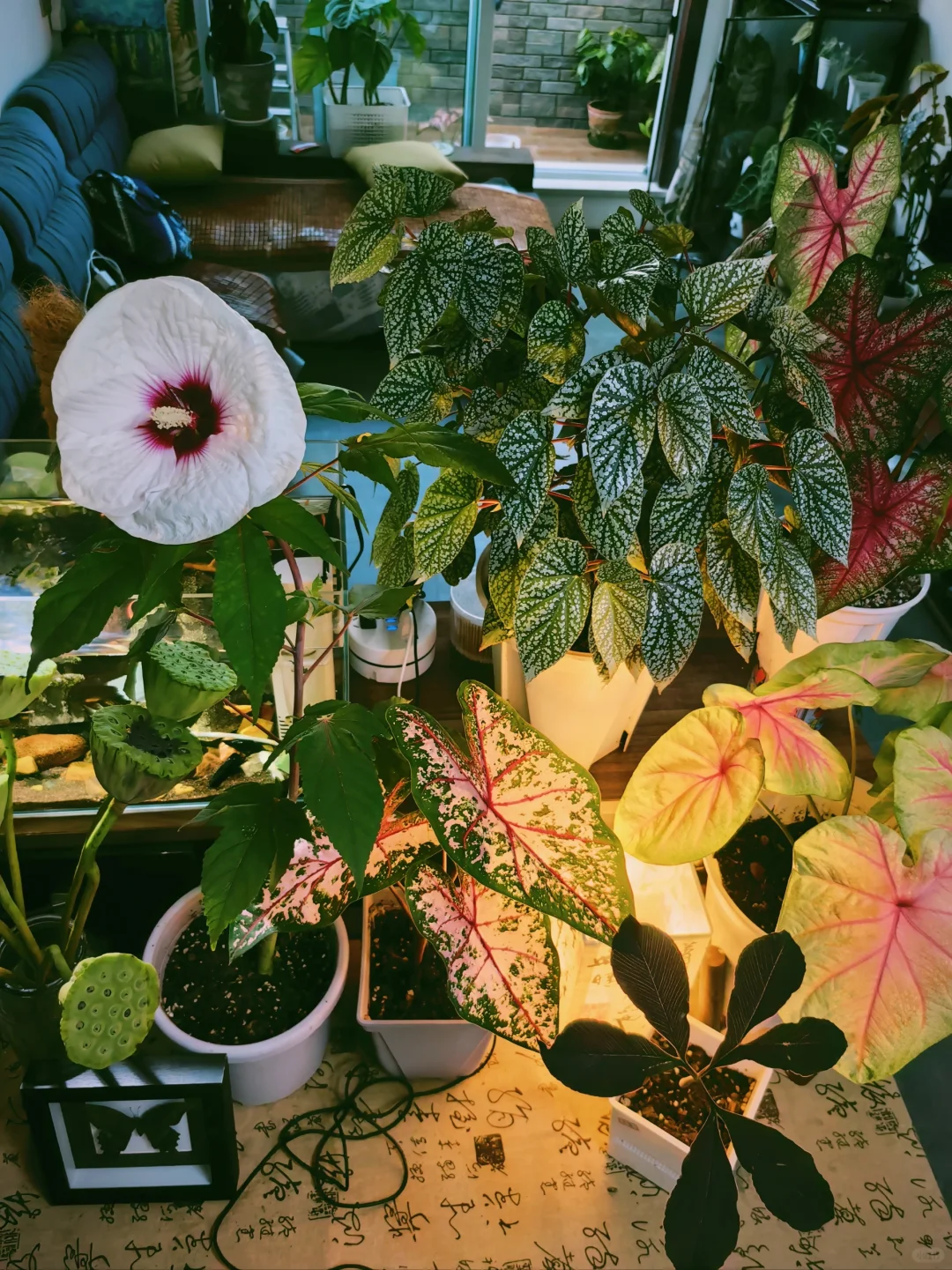大暑之日开的花