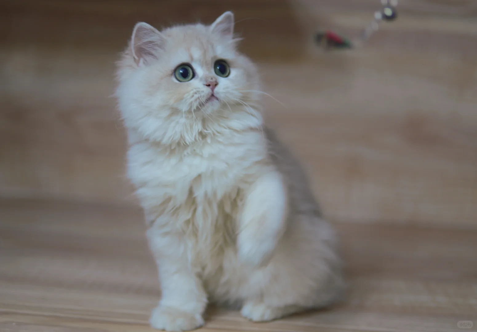 猪猪妹是个搞笑女