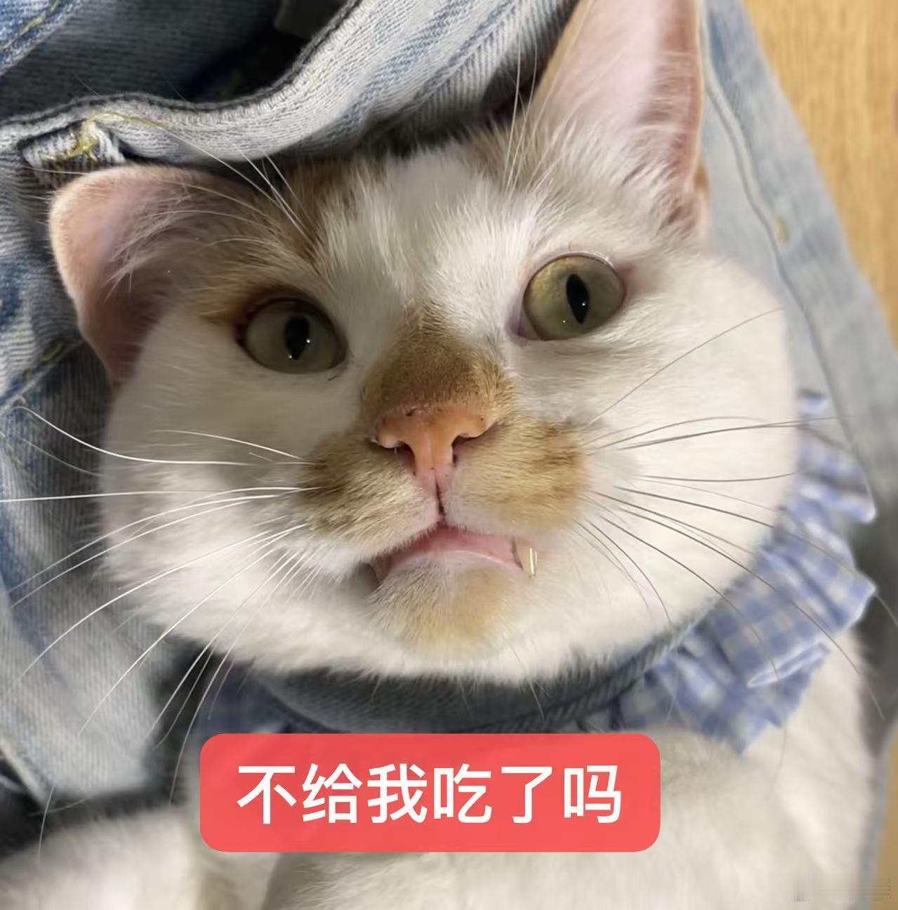 吃呗，爱吃饭有啥错每天回家看到的碗都是空的刚喂完鲜朗 又开始跟我耍无赖直接摊在我