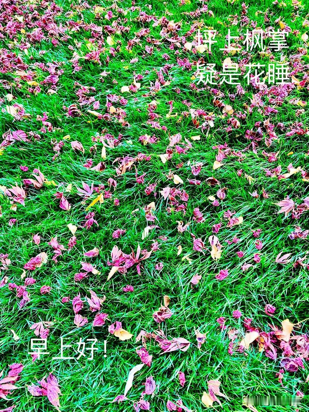 《绿坪花睡》

冬晨㬢妩媚，绿坪洒红碎。
拳卷秀枫掌，疑是鲜花睡。

小芳 摄影