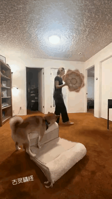 真是一只认真生活的狗子