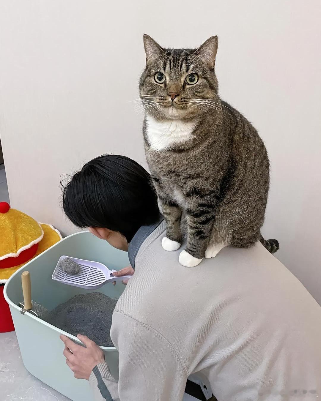 监督猫奴干活cr：miyavlikedicikler 