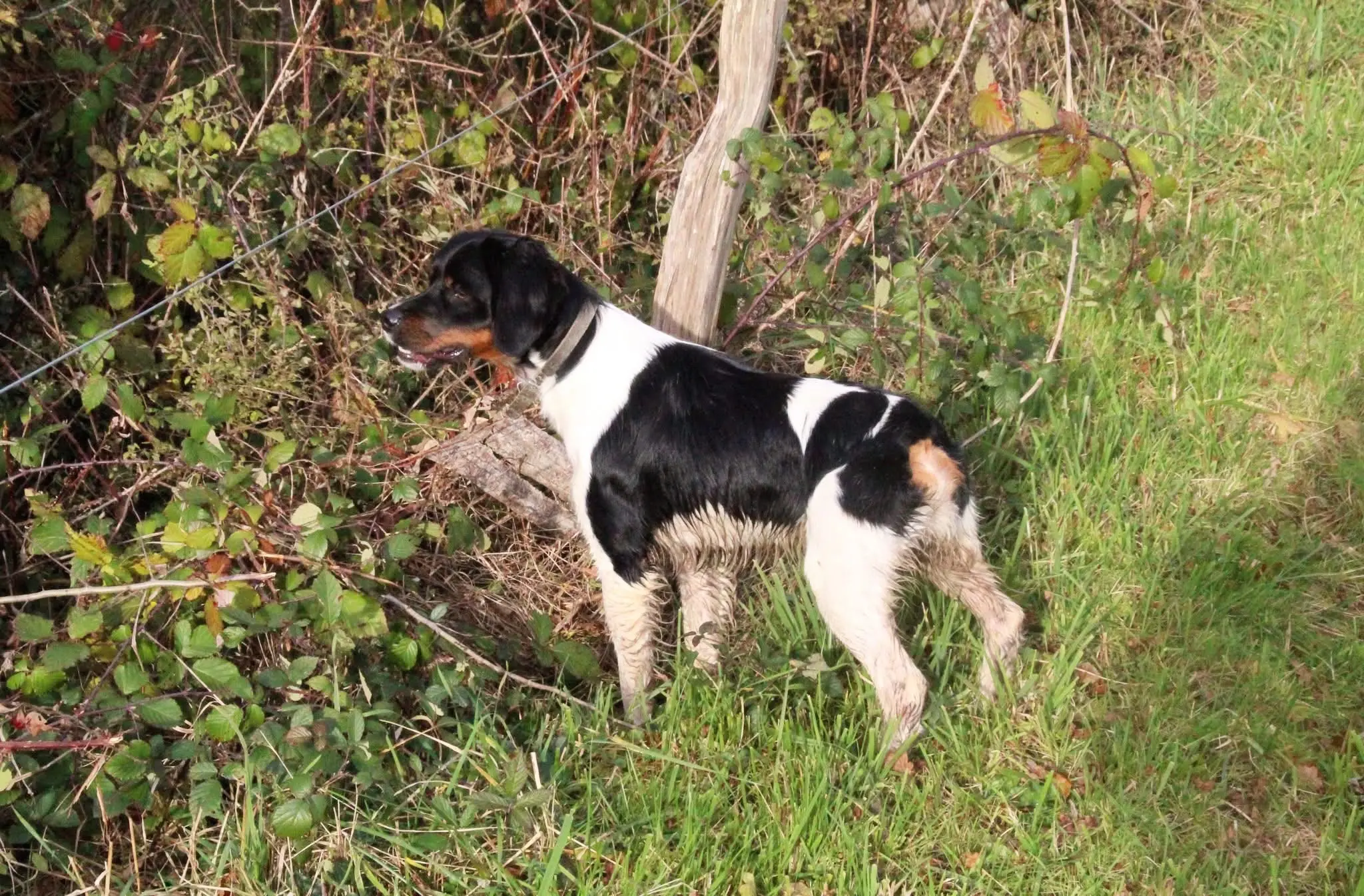 法国🇫🇷遗传学 三色布列塔尼犬 breton