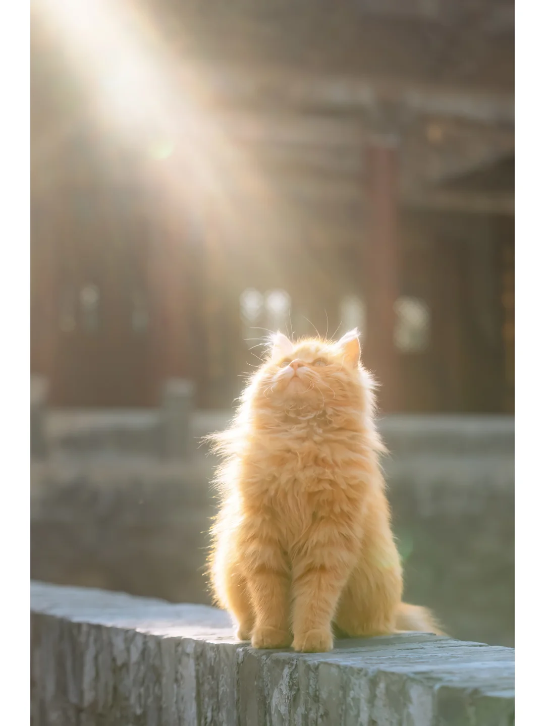 这些年红心过万的发光猫