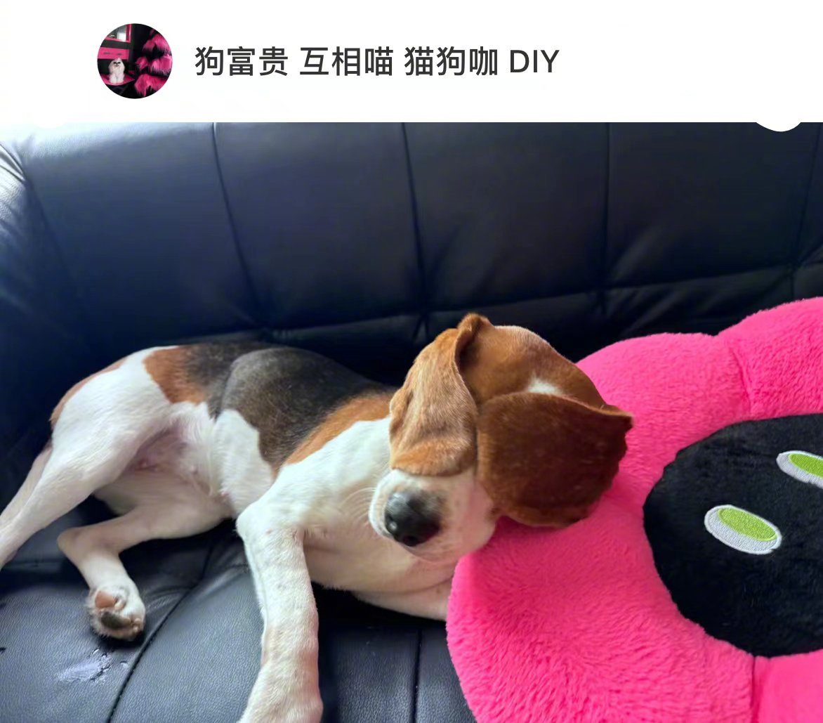 比格犬有属于自己的眼罩[doge] ​​​