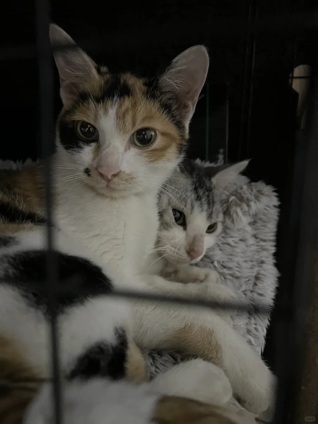 坐标丽水，领养流浪猫（三花+狸花🐱）