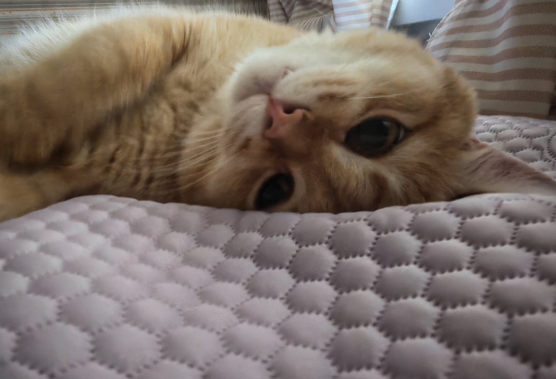 就这样四目相对猫宠物