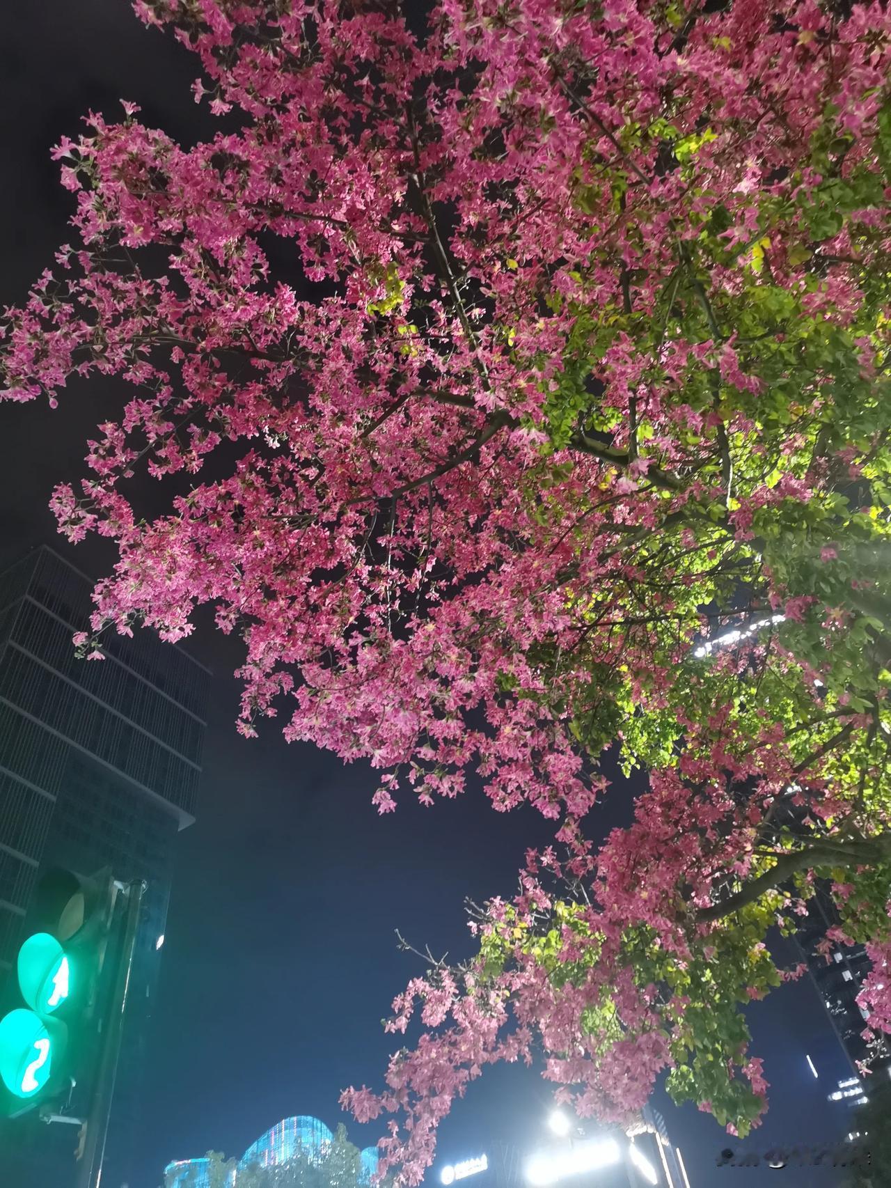 路口盛开的异木棉花，白天的样子，晚上的样子，都是美美的样子[呲牙]