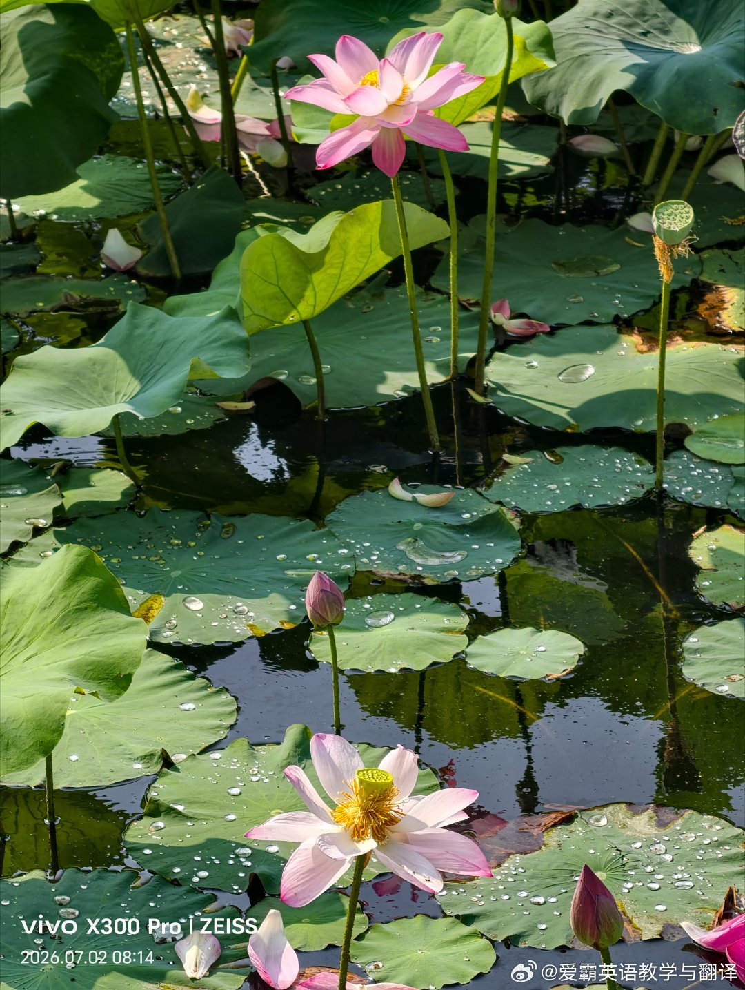 人淡如菊，心静如渊。Unassuming as a flower, and de