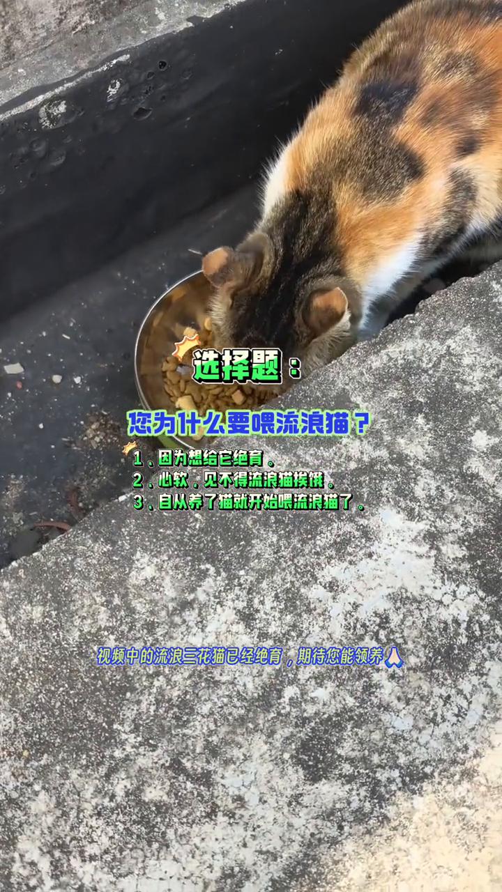 选择题：您为什么要喂流浪猫？
·1.因为想给它绝育。
·2.心软，见不得流浪猫挨