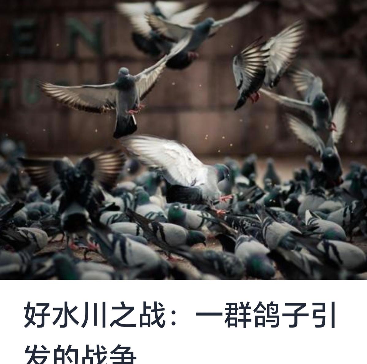 好水川之战：一群鸽子引发的战争

在世界历史的长河中，少有战争能够像“好水川之战