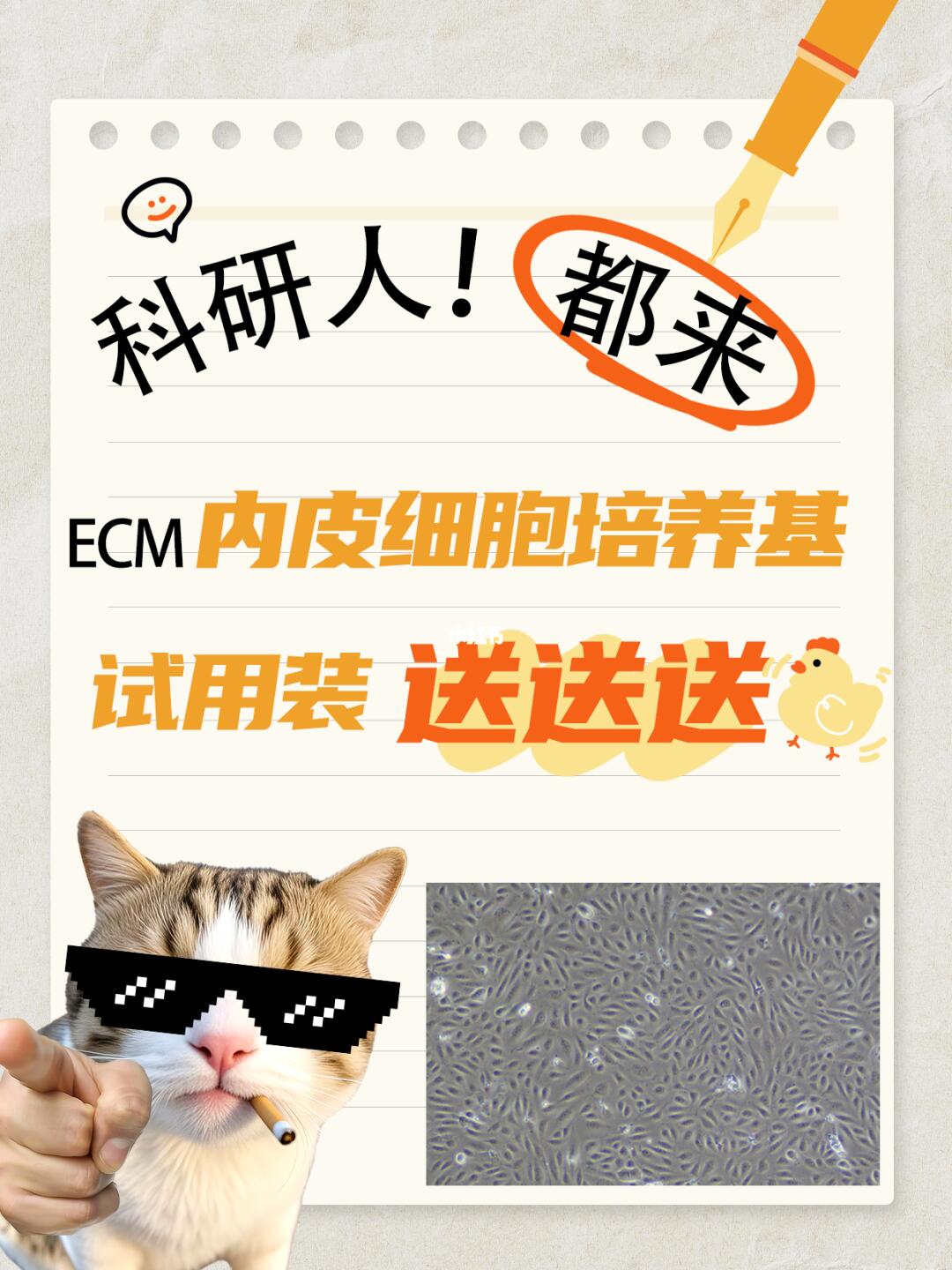 中乔新舟ecm内皮细胞培养基试用装，免费送
