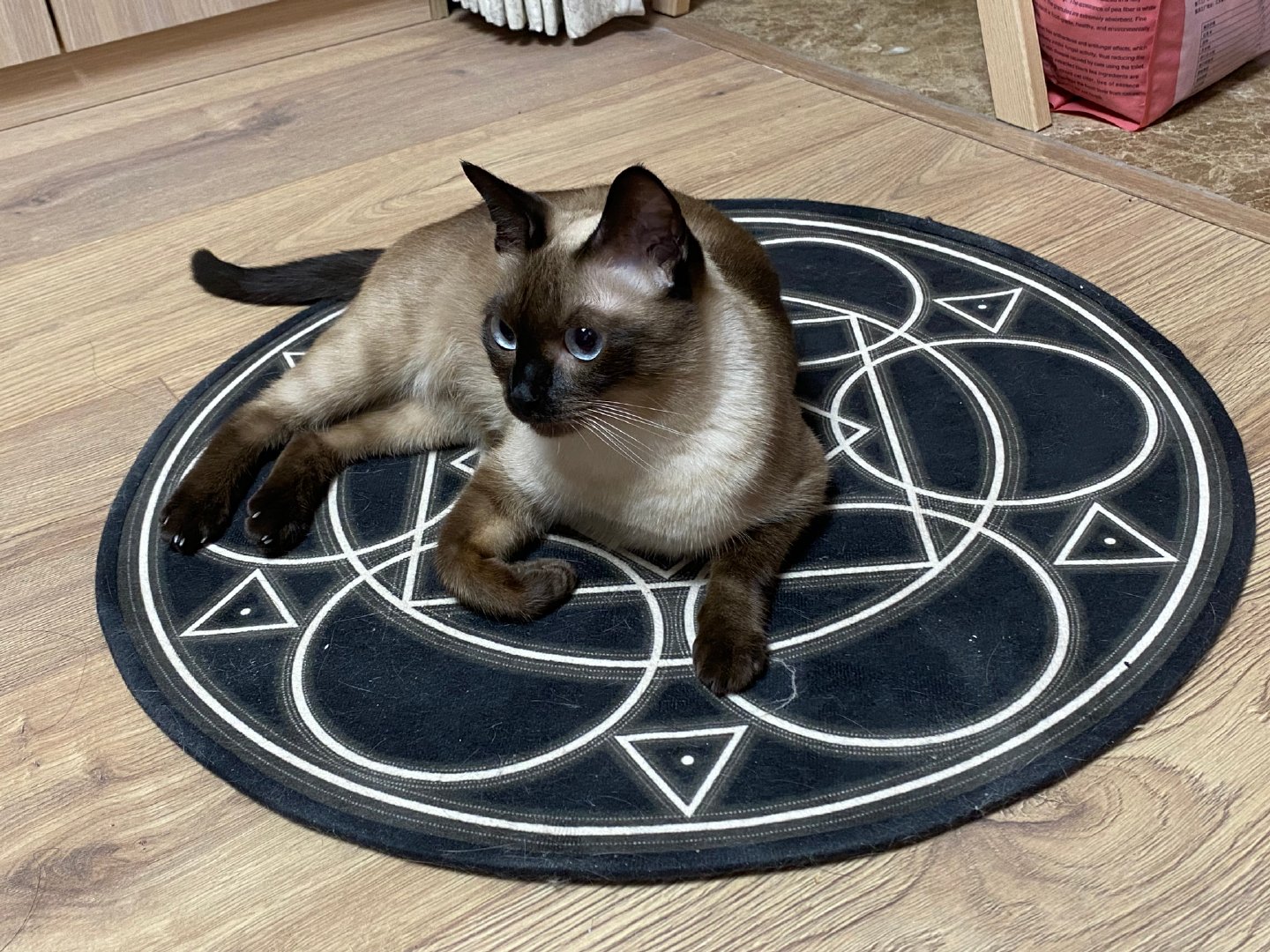 每日一蒙成熟的黑魔法师 