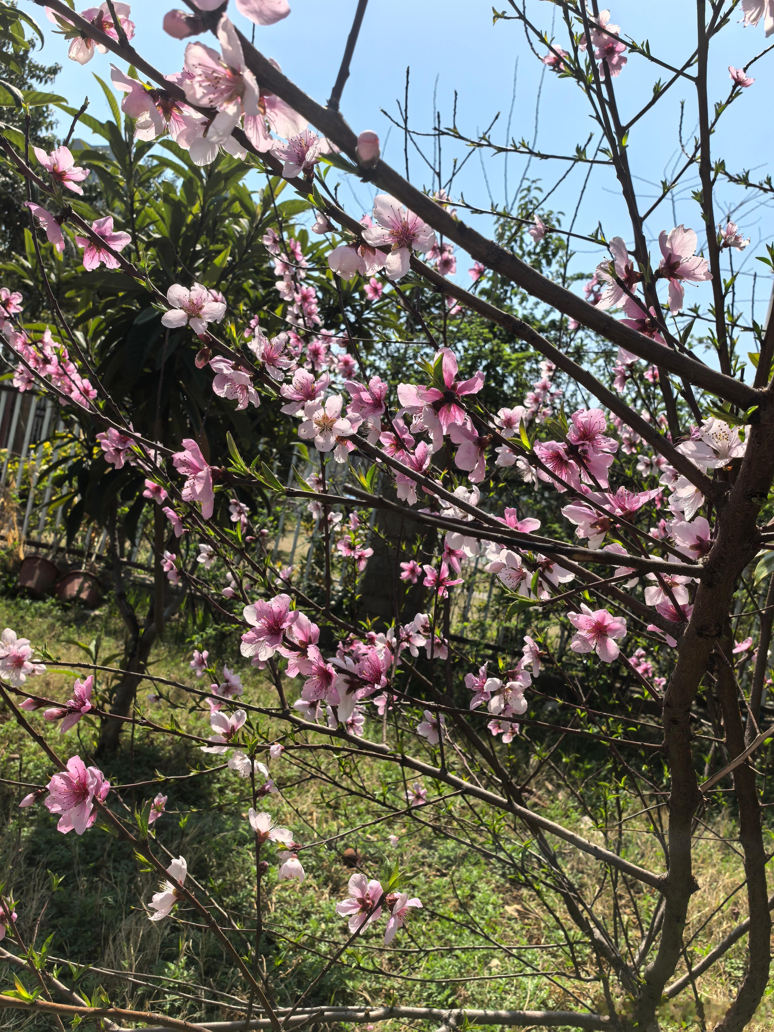 这是桃花还是什么花？🌸不太确定是啥了？！​​​