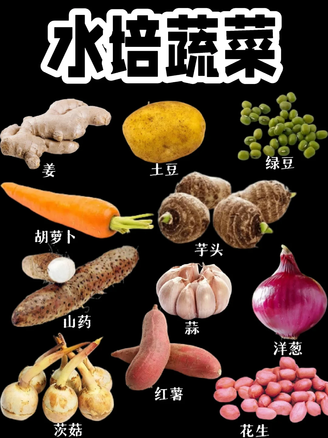 【水培蔬菜】水培蔬菜好快乐